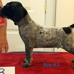 German Shorthaired Pointer Puppies from Kiroden German Shorthaired Pointers