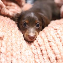 Toby - Chocolate male Dachshund puppy in Eaton, Ohio from Miniature Alphas Dachshunds