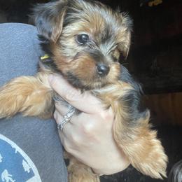 Yorkshire Terrier Puppies from Sierra Nevada Yorkies