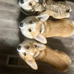 Pembroke Welsh Corgi puppies from BellamyHills Corgis