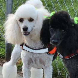 Poodles from A  Gift from above kennel,  LLC