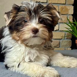 Mason - Chocolate tan and white male Biewer Terrier puppy in Oklahoma from Rocky Oak Cavaliers & Biewer Terriers LLC