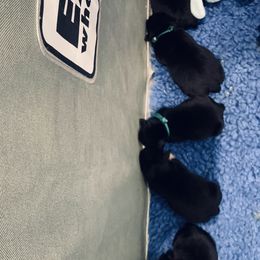 Miniature Schnauzer Puppies from Heirs Of Airvue