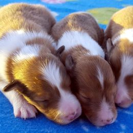 Shetland Sheepdog Puppies from Maple Leaf Shelties