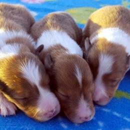 Shetland Sheepdog Puppies from Maple Leaf Shelties