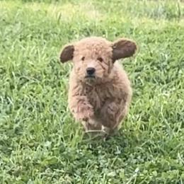 Fezzik - Apricot female Goldendoodle puppy in Dawsonville, Georgia from As You Wish Doodles
