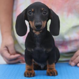BT smooth - Black and tan male Dachshund puppy in Lancaster, California from Avignon