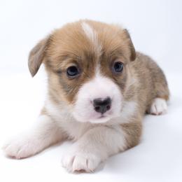 Flo (Grey Collar) - Health Tested Parents - Red female Pembroke Welsh Corgi puppy in Sacramento, California from Limitless Huskies