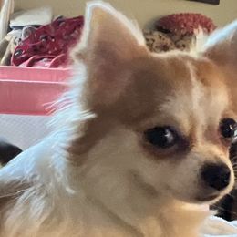 Emmy - Cream and white Chihuahua puppy in Simpsonville, Kentucky from Isa's Chihuahuas