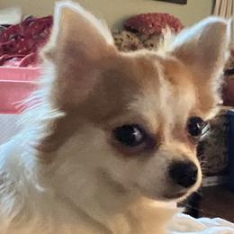 Emmy - Cream and white Chihuahua puppy in Simpsonville, Kentucky from Isa's Chihuahuas