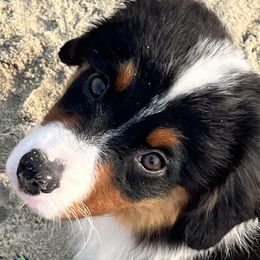 Australian Shepherds and Miniature American Shepherds from Stardust Aussies and MAS