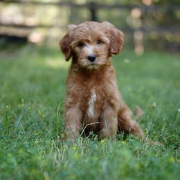 White collar - Red  female Goldendoodle puppy in Spokane, Washington from Doodle Love