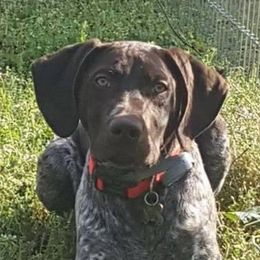 Rhett - German Shorthaired Pointer