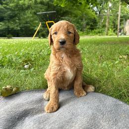 Girl 3 - Apricot female Goldendoodle puppy in Shippensburg, Pennsylvania from Diller Doodle Pups