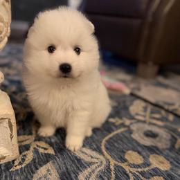Orange - White male Japanese Spitz puppy in Madison, Alabama from Cinabell Japenese Spitz