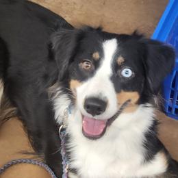 Kyma - Australian Shepherd