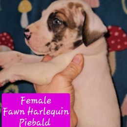 Fawn Harlequin Piebald Female 2 - Harlequin female Great Dane puppy in Biscoe, North Carolina from Clouser's Bodacious Danes