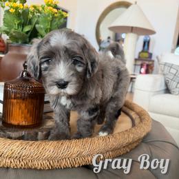 Gray Boy - Blue merle male Bernedoodle puppy in Modesto, California from Two Doods Doodles