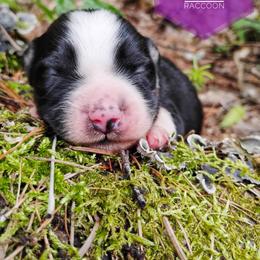 Raccoon - Black tri female Miniature Australian Shepherd puppy in Kettle Falls, Washington from Ellie's Miniature Australian Shepherds