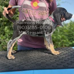 Ripple - Blue ticked and tan female Bluetick Coonhound puppy in Mount Pleasant, Texas from Harmons Hounds