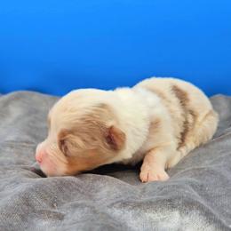 Purple Collar RMF - Red merle female Miniature American Shepherd puppy in Lexington, Kentucky from Deuce's Den