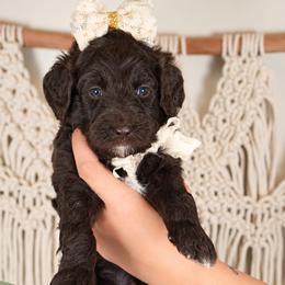 Olive - Chocolate female Goldendoodle puppy in Norcross, Georgia from Teddy Puppies