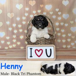 Boy 3 - Phantom male Poodle puppy in Kenyon, Minnesota from Country Breeze Poodles
