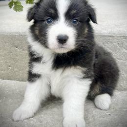 Sweetie - Black tri-color female Australian Shepherd puppy in Loda, Illinois from Pilcher Farms