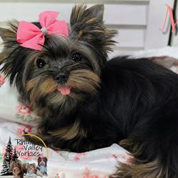 Mia - Black and gold female Yorkshire Terrier puppy in Austin, Texas from Rhine Valley Yorkies