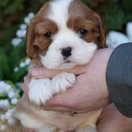 Renley - Blenheim female Cavalier King Charles Spaniel puppy in Lula, Georgia from Cavaliers by Crumley