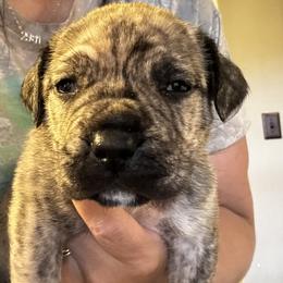 Elsa - Brindle female Boerboel puppy in Bon Aqua, Tennessee from Erickson Ranch Boerboels