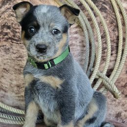 Howdy - Blue speckled female Australian Cattle Dog puppy in Prescott Valley, Arizona from HT Heelers