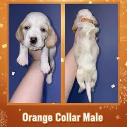 Orange Collar - Lemon and white male Basset Hound puppy in Callao, Virginia from Walk The Line Basset Hounds