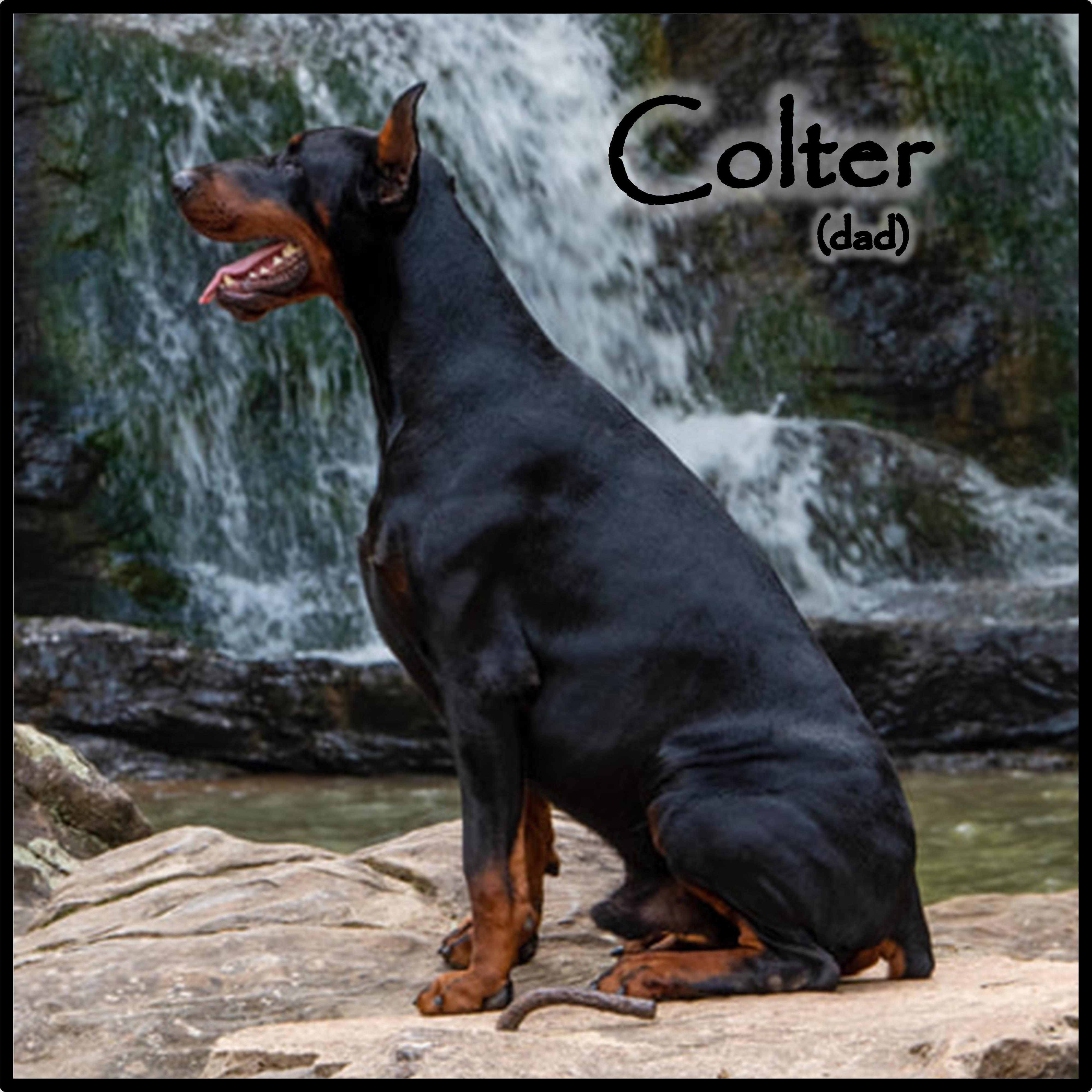 Colter