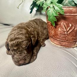 Legend - Chocolate male Goldendoodle puppy in Lake City, Florida from Dream Hollow Farm