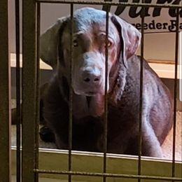 Pistol - Labrador Retriever