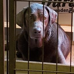 Pistol - Labrador Retriever