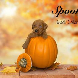 Spooky - Red  male Goldendoodle puppy in Mendon, Massachusetts from Comfort & Cuddle Co