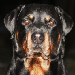 Luger  - Rottweiler