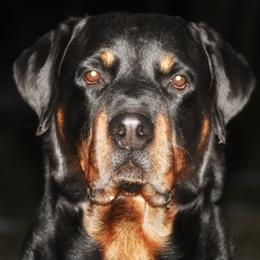 Luger  - Rottweiler