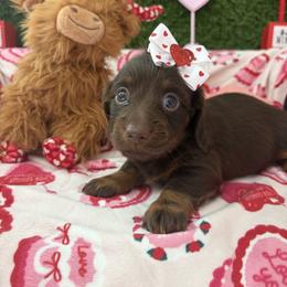 Genie - Chocolate female Dachshund puppy in Lake City, Florida from My Ditzy Doxies of Florida