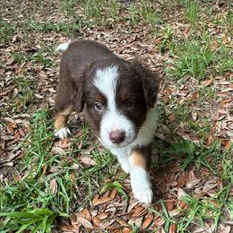 Red Tippy - Red tri-color female Australian Shepherd puppy in Tallahassee, Florida from H&H Red Gate Farm