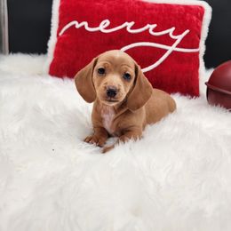 Eve - Cream female Dachshund puppy in Smallett, Missouri from Doxie Holler