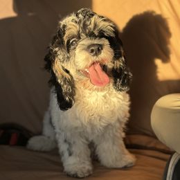 Pebbles - Cockapoo