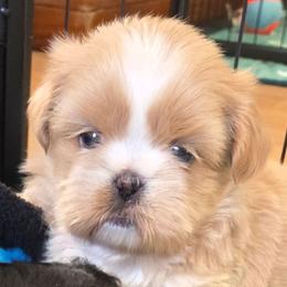 Princess Peach - Cream and white female Shih Tzu puppy in Waynesboro, Pennsylvania from Big Win Shih Tzus