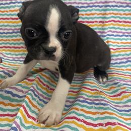 Dallas - Brindle and white male Boston Terrier puppy in Fillmore, Illinois from Wind Hill Puppies