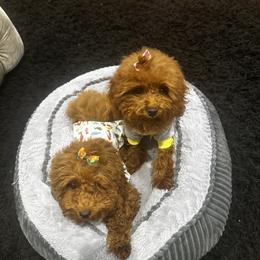 Poodle Puppies from CashEuro Poodles