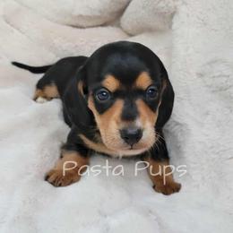 AKC Bratwurst - Black and cream male Dachshund puppy in Texarkana, Arkansas from Pasta Pups Miniature Dachshunds