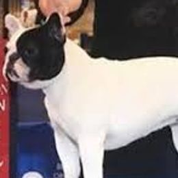 Bulldogs, Bullmastiffs, and French Bulldogs from River Region Bullies