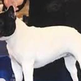 Bulldogs, Bullmastiffs, and French Bulldogs from River Region Bullies